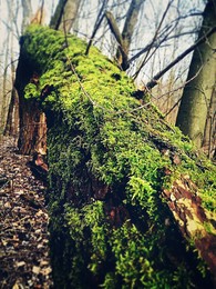 Something green / In forest