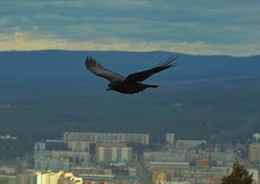 Flug / ***