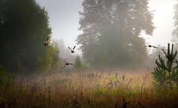Gegen das Licht / ***