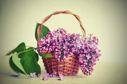 Flieder / ***