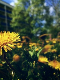 Kleine Sonne / ***
