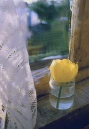 Tulpe / ***