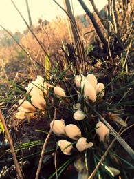 Am frühen Morgen / ***