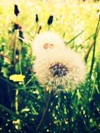 Taraxacum / ***