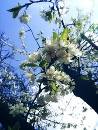 Sky and Flowers / ***