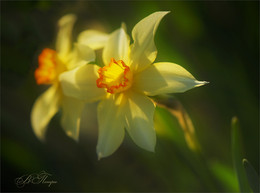 Zum Licht / ***