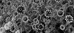 verwilderten Garten / ,,,