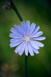Gemeinsame Chicorée (Cichorium intybus L.) / ***
