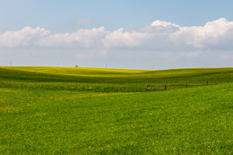 Kornfeld / ---