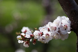 Blüte apricot / ***