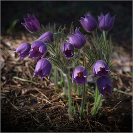 Frühling ... / ***