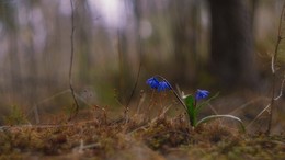 Frühlingserwachen / ***
