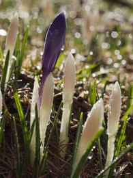 Frühlingserwachen / Crocus