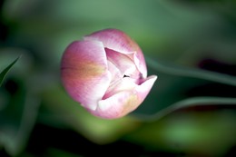 Frühlingserwachen / ***