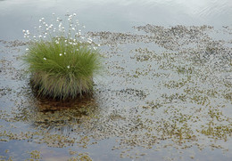 Frühlingserwachen / ***