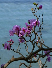 Frühlingserwachen / ***