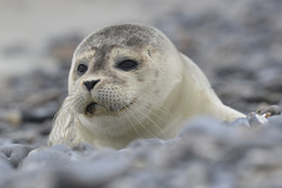 Seehund / Seehund (Phoca vitulina) Insel Helgoland (Deutschland)