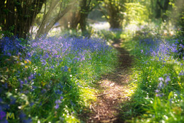 Wald / ***