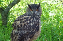  / owl