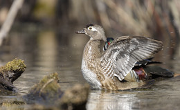  / female