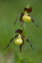 Frauenschuh / Gelber Frauenschuh (Cypripedium calceolus) Baden-Württemberg (Deutschland)