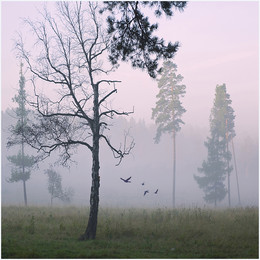 Nebliger Morgen / ***