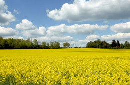 Frühlingsfarben / Rapsfeld und Wolkenhimmel