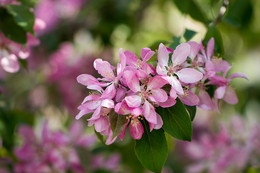 Apple Trees in Bloom / ***
