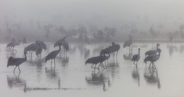 In dem weißen Nebel / ***