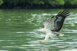 Eagle / ***