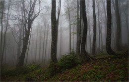 Im Nebel / ***