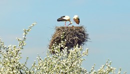 Familien / ***