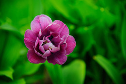 Tulpe / ***