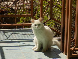  / o.O meow