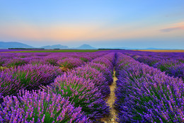  / Stunning landscape with lavender field after sun down. Plateau of Valensole, Provence, France