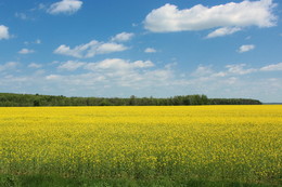 Weideland / ***