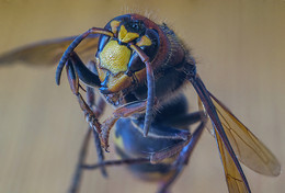 Hornet / ***