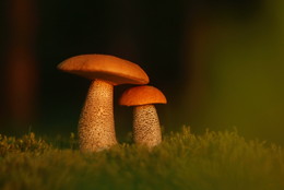  / ***