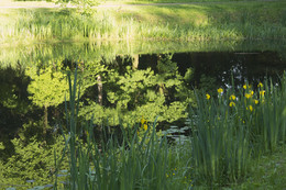 Der Teich / ***