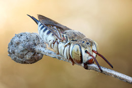  / Coelioxys brevis