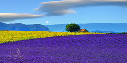  / Plateau of Valensole, Provence, France
