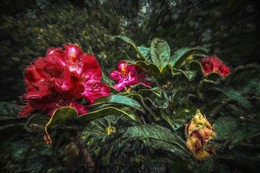Nach dem Regen / ***