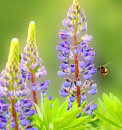 Flight of the Bumblebee / ***