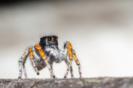 Philaeus chrysops / ***