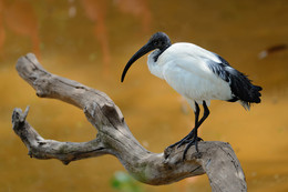  / African Sacred Ibis (Threskiornis aethiopicus) perching on the log