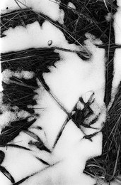  / Fomapan 200