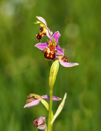 Schönheit / Bienenragwurz auf der Königsbrunner Heide