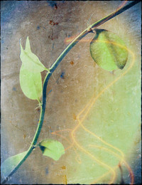 Linien / ***