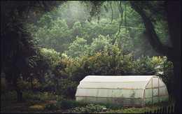 Kitchen Garden / ..........