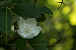 Jasmin / ***